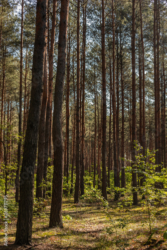 Pine forest. © Iwona Woźniak