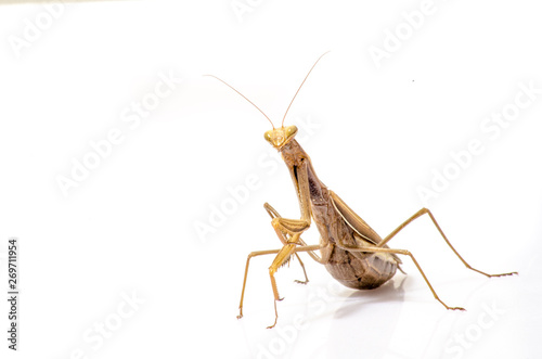 Wandering Violin Mantis, Gongylus gongylodes, in front of white background
