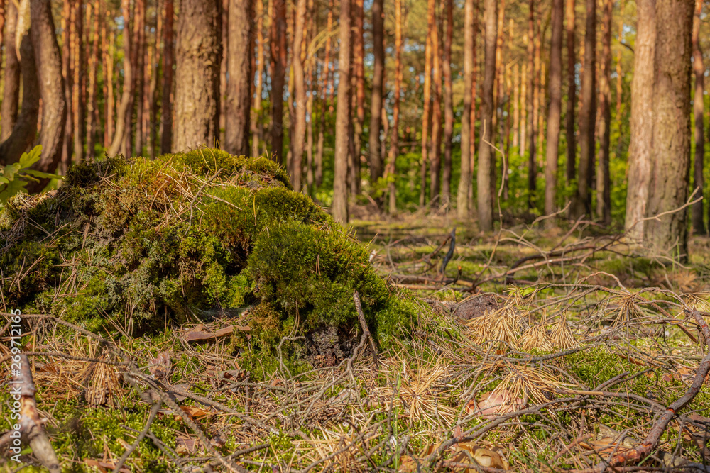 Fototapeta premium Mossy trunk.