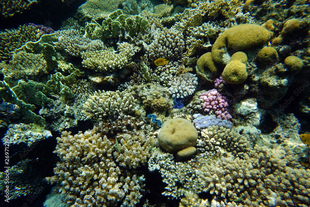 Fototapeta premium Red Sea reef