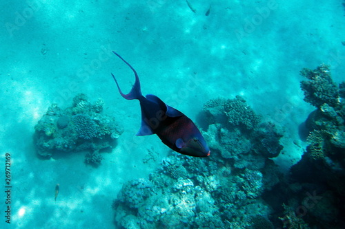 Pseudobalistes fuscus, Blue-and-gold triggerfish