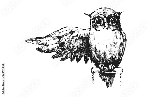 Owl with wings and big eyes. Pencil illustration.