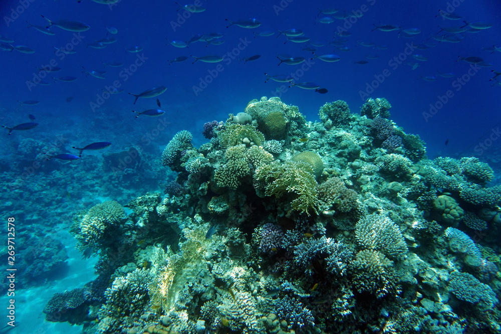 Fototapeta premium Red Sea reef