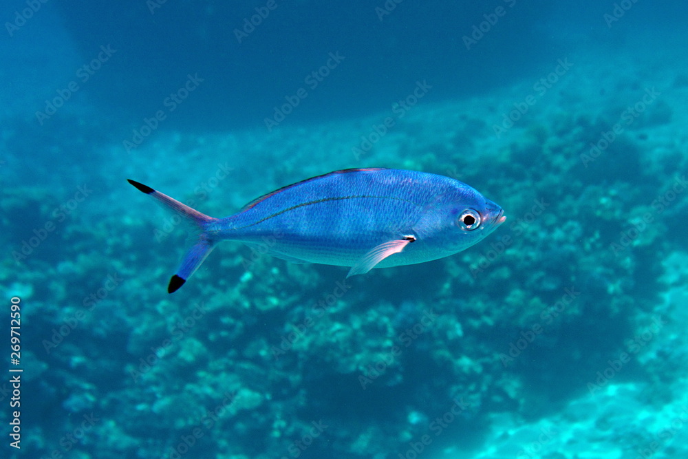 Fototapeta premium Fish in the Red Sea