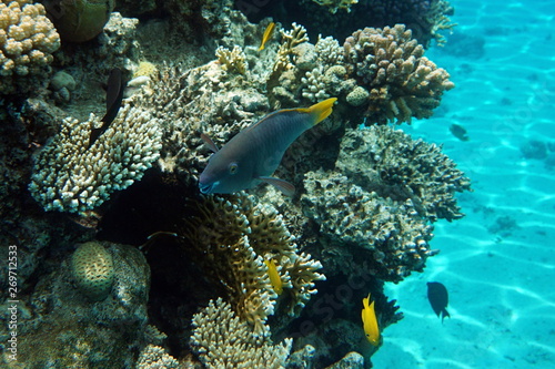 Scarus ferrugineus, Rusty parrotfish