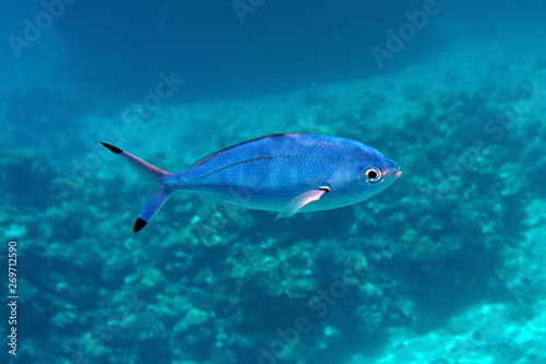 Fototapeta Naklejka Na Ścianę i Meble -  Fish in the Red Sea