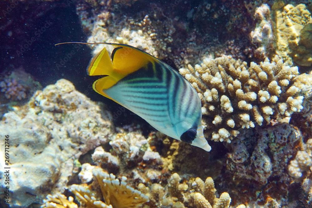 Obraz premium Chaetodon auriga, Threadfin butterflyfish