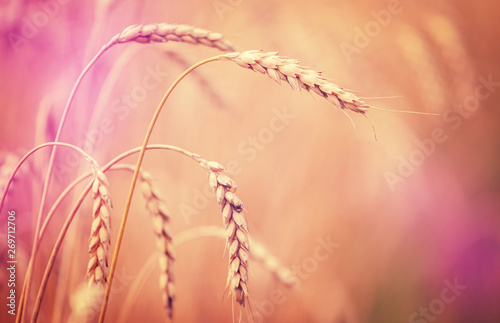 golden ears of wheat or rye, close up with drops of dew.