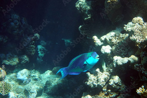 Fototapeta Naklejka Na Ścianę i Meble -  Chlorurus gibbus, Heavybeak parrotfish