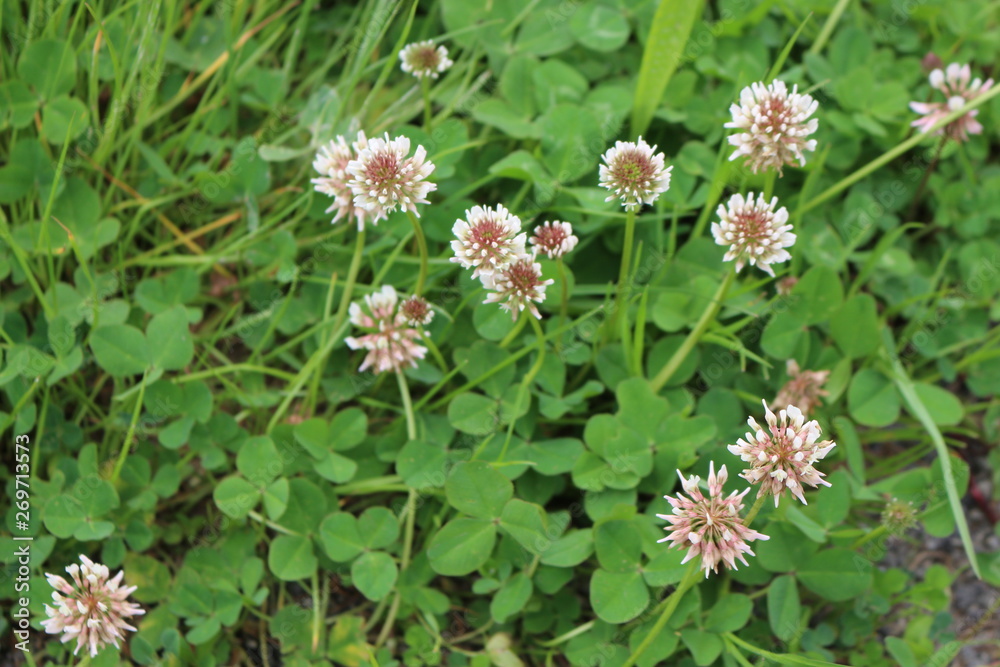 White flowers bloom in the meadow White flowers bloom in the meadow