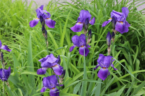 Fototapeta Naklejka Na Ścianę i Meble -   Lilac iris blooms in a bed in the spring