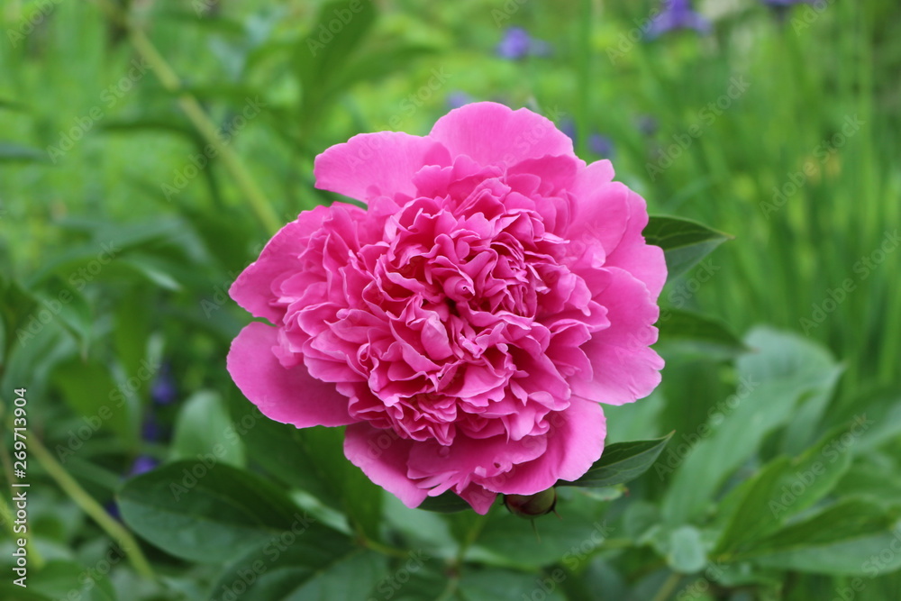 Bright pink peonies bloom in a flower bed in spring Bright pink peonies bloom in a flower bed in spring