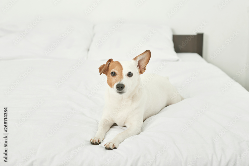 Jack Russell dog is lying on a white bed