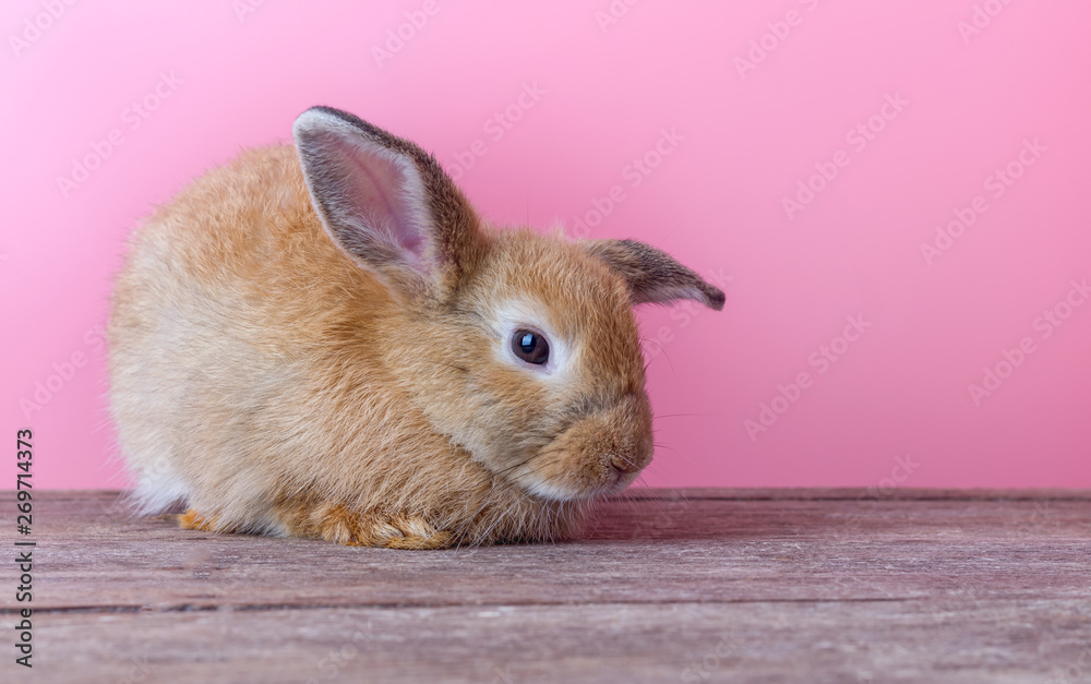 Obraz premium Cute rabbit with pink background. Easter holiday concept