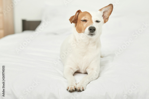 Jack Russell dog is lying on a white bed © Aleksandr