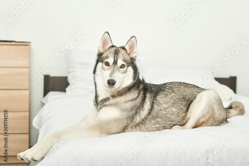 Husky dog ​​lying on a white bed at home