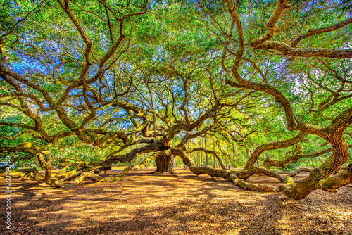 Angel Oak Tree near Charleston South Carolina