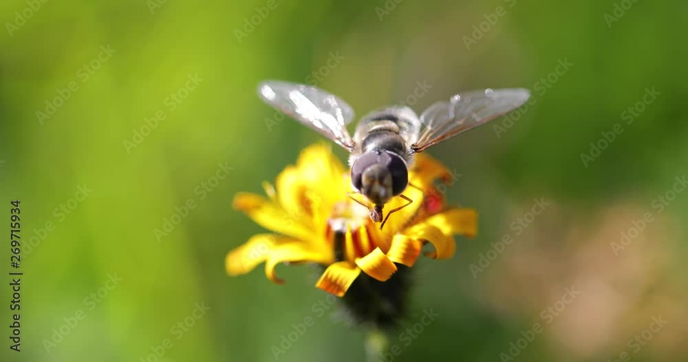 Bee collects nectar from flower crepis alpina Bee collects nectar from flower crepis alpina