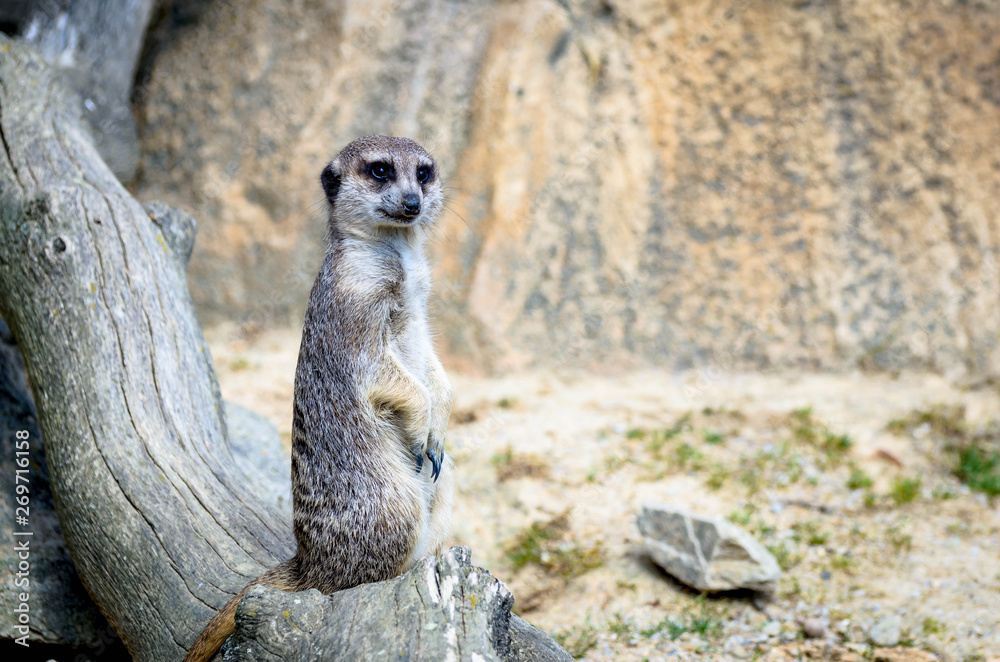Fototapeta premium Portrait of meerkats on guard. Portrait from zoo