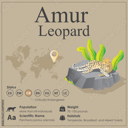 Isometric Amur Leopard Infographic