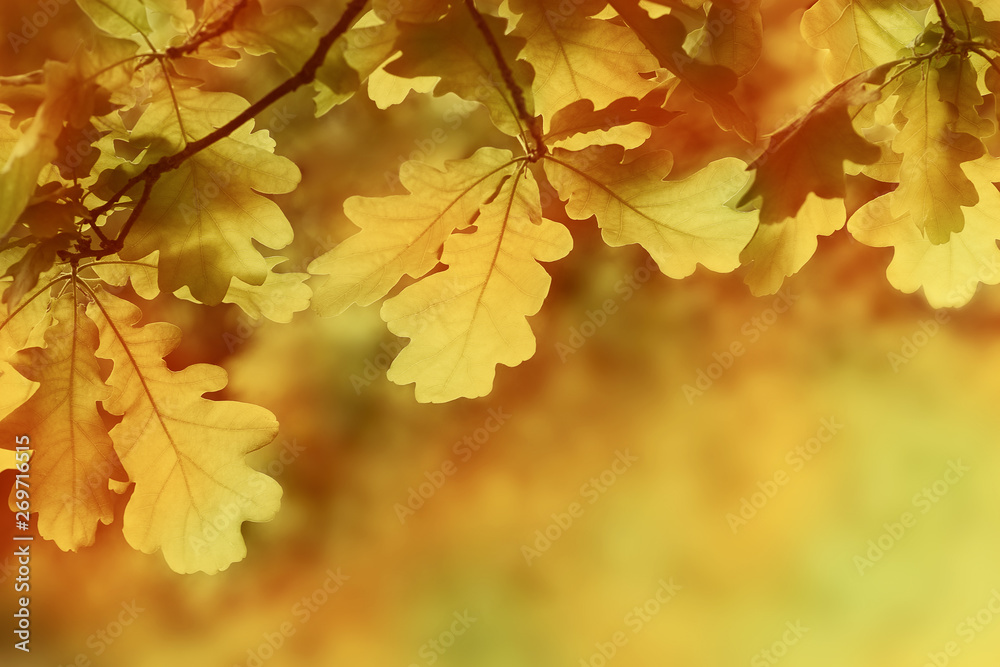 Autumn yellow oak leaves background. Plant and botany nature texture Autumn yellow oak leaves background. Plant and botany nature texture
