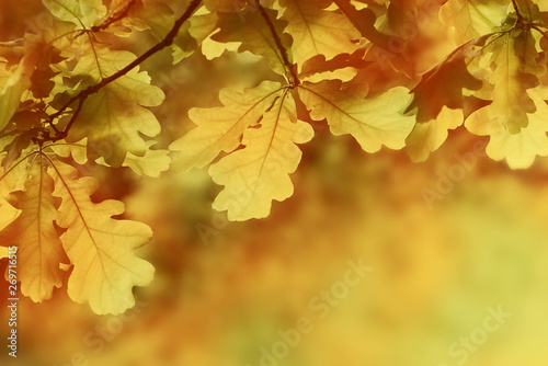 Autumn yellow oak leaves background. Plant and botany nature texture
