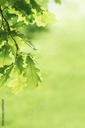 Dekoracja na wymiar  green-oak-leaves-background-plant-and-botany-nature-texture