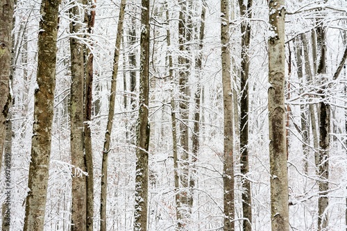 the stems of trees in the forest in winter
