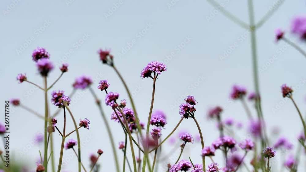 Summer flowers serious, purple flower Verbena bonariensis field in wind, 4k movie, slow motion. Summer flowers serious, purple flower Verbena bonariensis field in wind, 4k movie, slow motion.