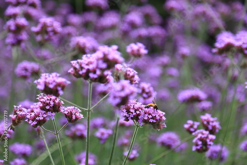 Purple violet verbena bonariensis flowers with honey bee getting nectar from pollination process