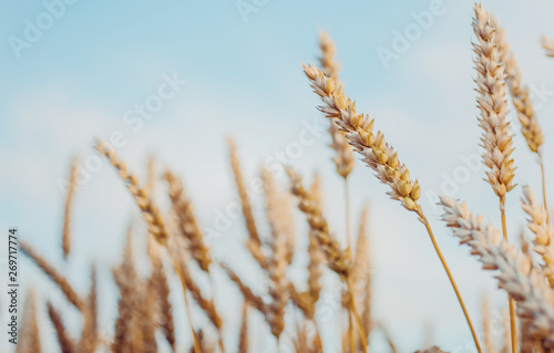 Wheat Field and perfect Blue Sky Background.