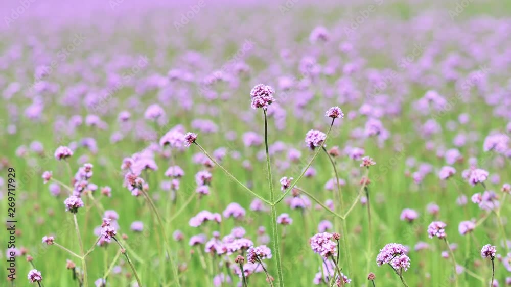 Summer flowers serious, purple flower Verbena bonariensis field in wind, 4k movie, slow motion. Summer flowers serious, purple flower Verbena bonariensis field in wind, 4k movie, slow motion.