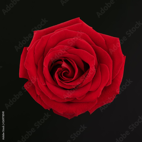 Fototapeta Naklejka Na Ścianę i Meble -  Rosa Roja