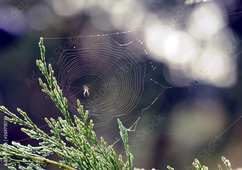 Spinnennetz in der Natur