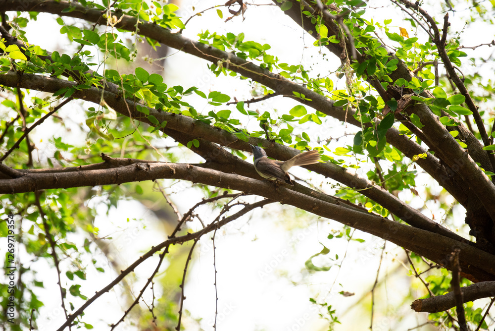 Fototapeta premium Black - naped monarch