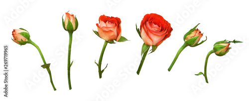 Set of orange rose flowers and buds