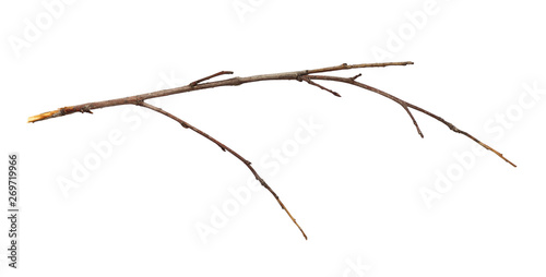 Dry twig