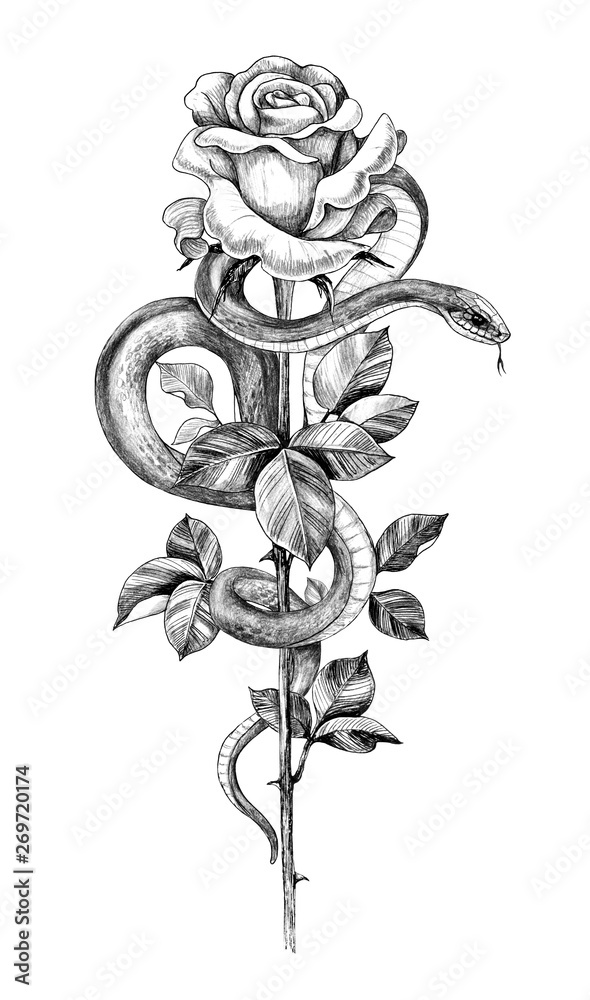 Pencil Drawing Snake with Rose Stock Illustration | Adobe Stock