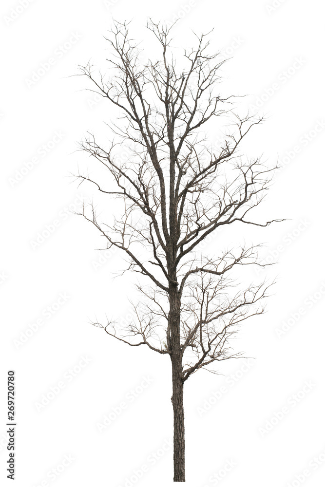 Dry tree dead on a white background Dry tree dead on a white background