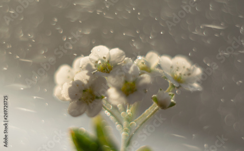 white flowers on a black background