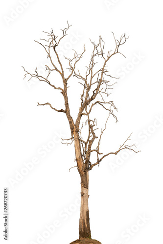 Dry tree dead on a white background