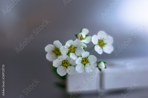 white flowers on a background