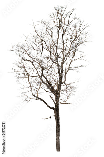 Dry tree dead on a white background