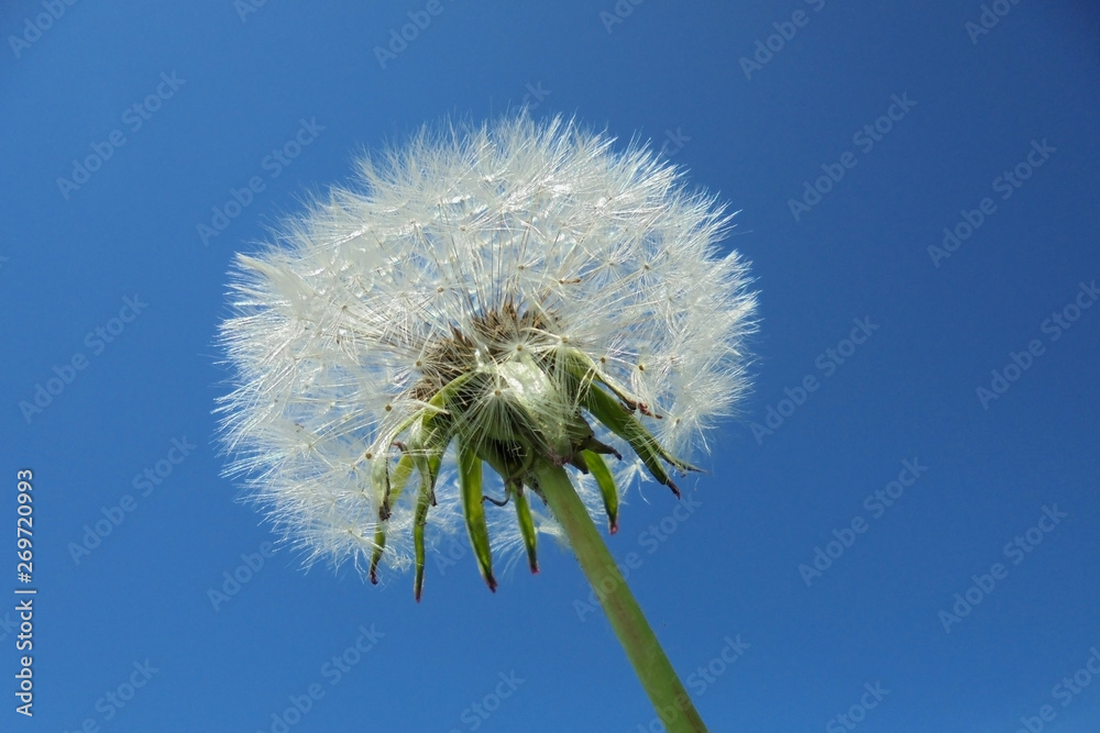 beautiful fluffy dandelion with seeds against the blue sky. warm summer day