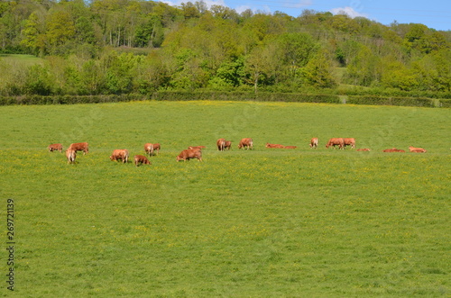 VACHES DANS UNE PRAIRIE BOURGOGNE FRANCE