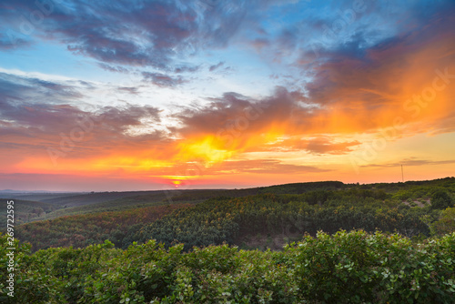 Sunset over rubber cashew trees industrial plantation agriculture in Banlung  Ratanakiri  East Cambodia