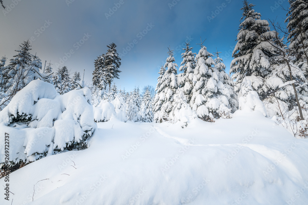 snow covered trees