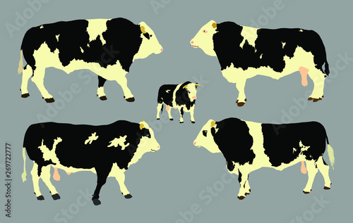 Standing adult bull vector illustration isolated on gray background. Holstein Friesian cow. Breeding bull.  quality genetic material for insemination.