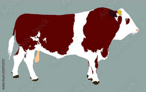 Standing adult bull vector illustration isolated on gray background. Simmentaler Fleckvieh. Simmental cow. Breeding bull.  quality genetic material for insemination.