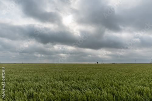 Beautiful wheat field vista in Western Oklahoma in springtime 